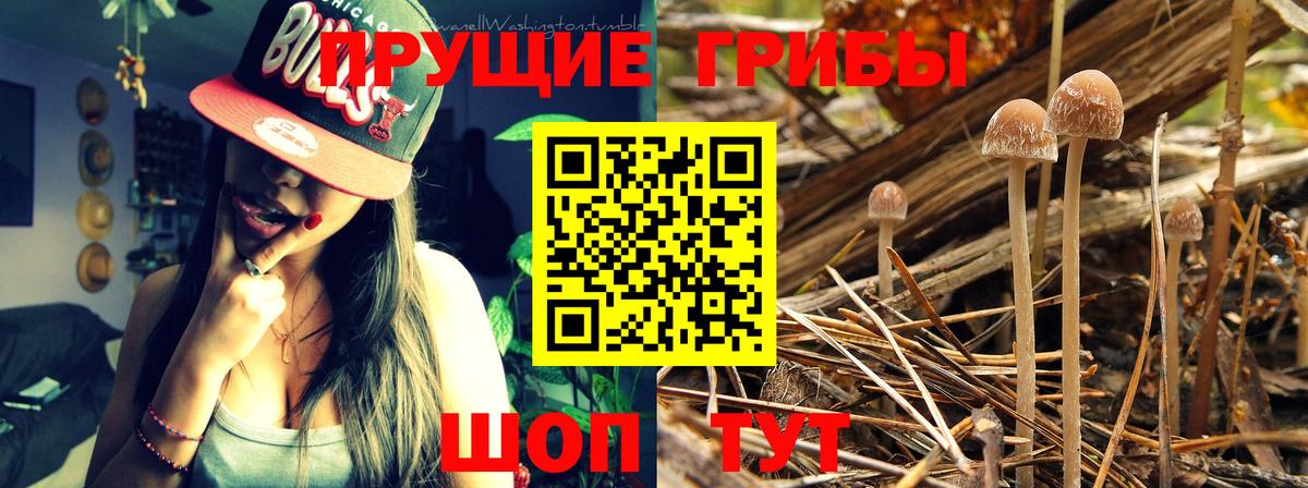 Галлюциногенные грибы GOLDEN TEACHER Россошь